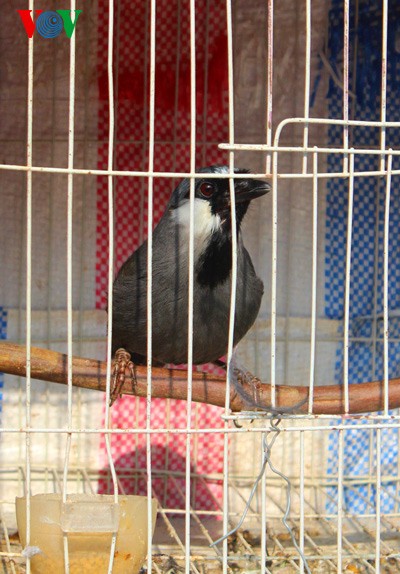 Yen Phuc bird market  - ảnh 4